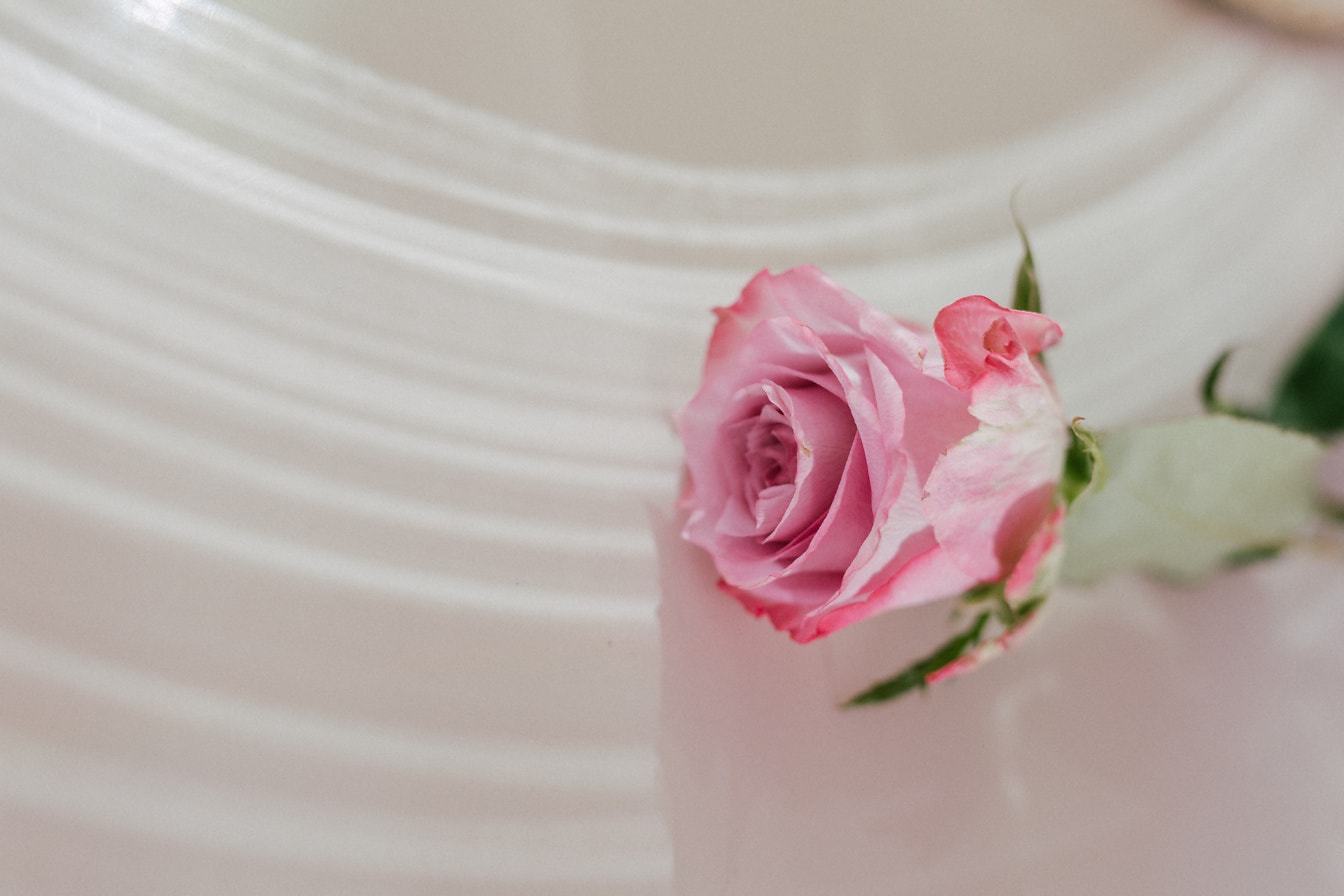 Розоватый бутон розы романтический подарок на День святого Валентина