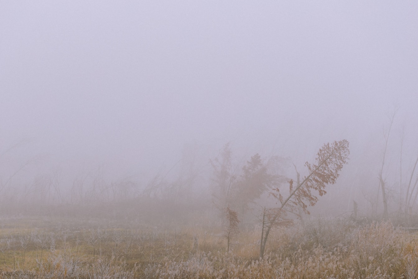 木々と草のある霧の秋の風景