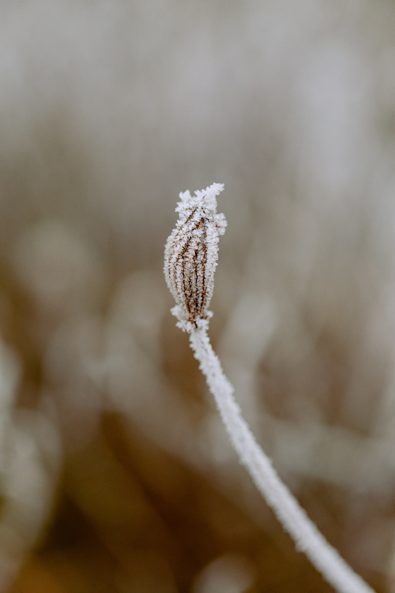 Nærbillede af en frossen mælkebøtteblomst med frost på stilken