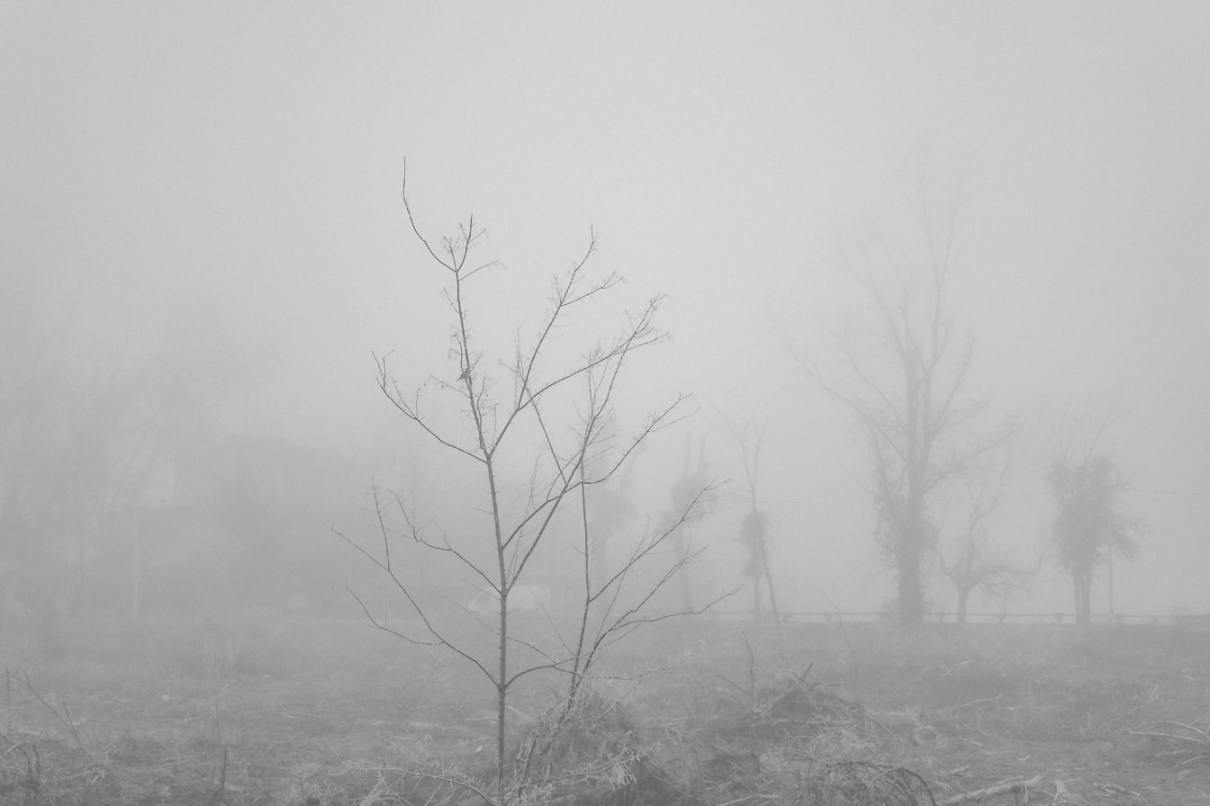 Foto en blanco y negro de un árbol congelado en un campo brumoso