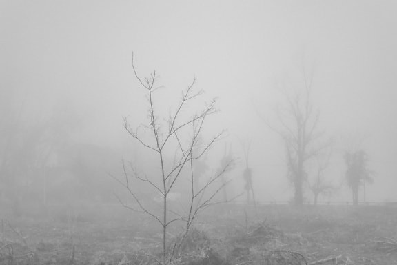 Fotografie alb-negru a copacului înghețat într-un câmp cețos