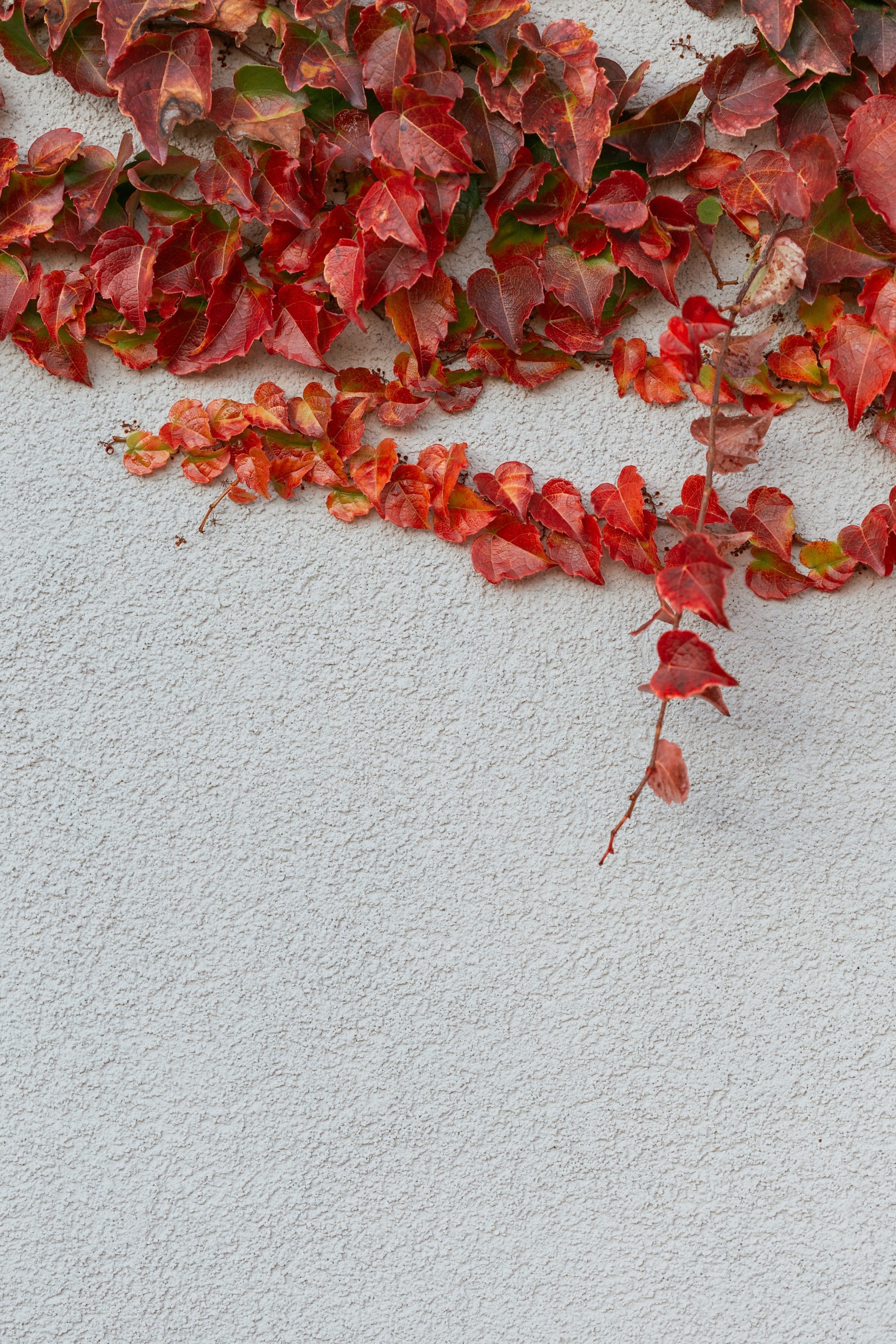 白色水泥墙上的红色常春藤叶子