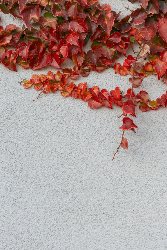 Red ivy leaves on a white cement wall
