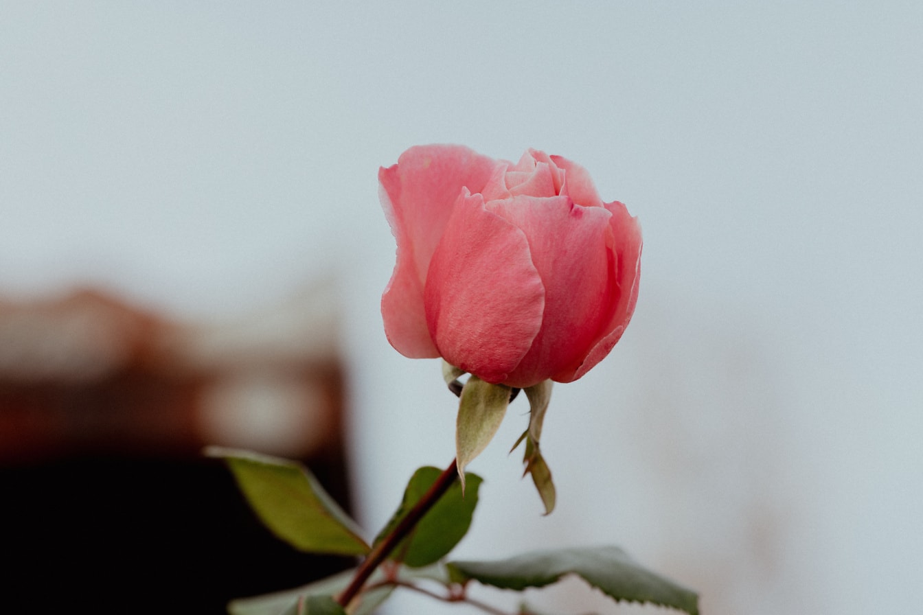 Яскраво-рожева квітка троянди з зеленим листям в квітнику