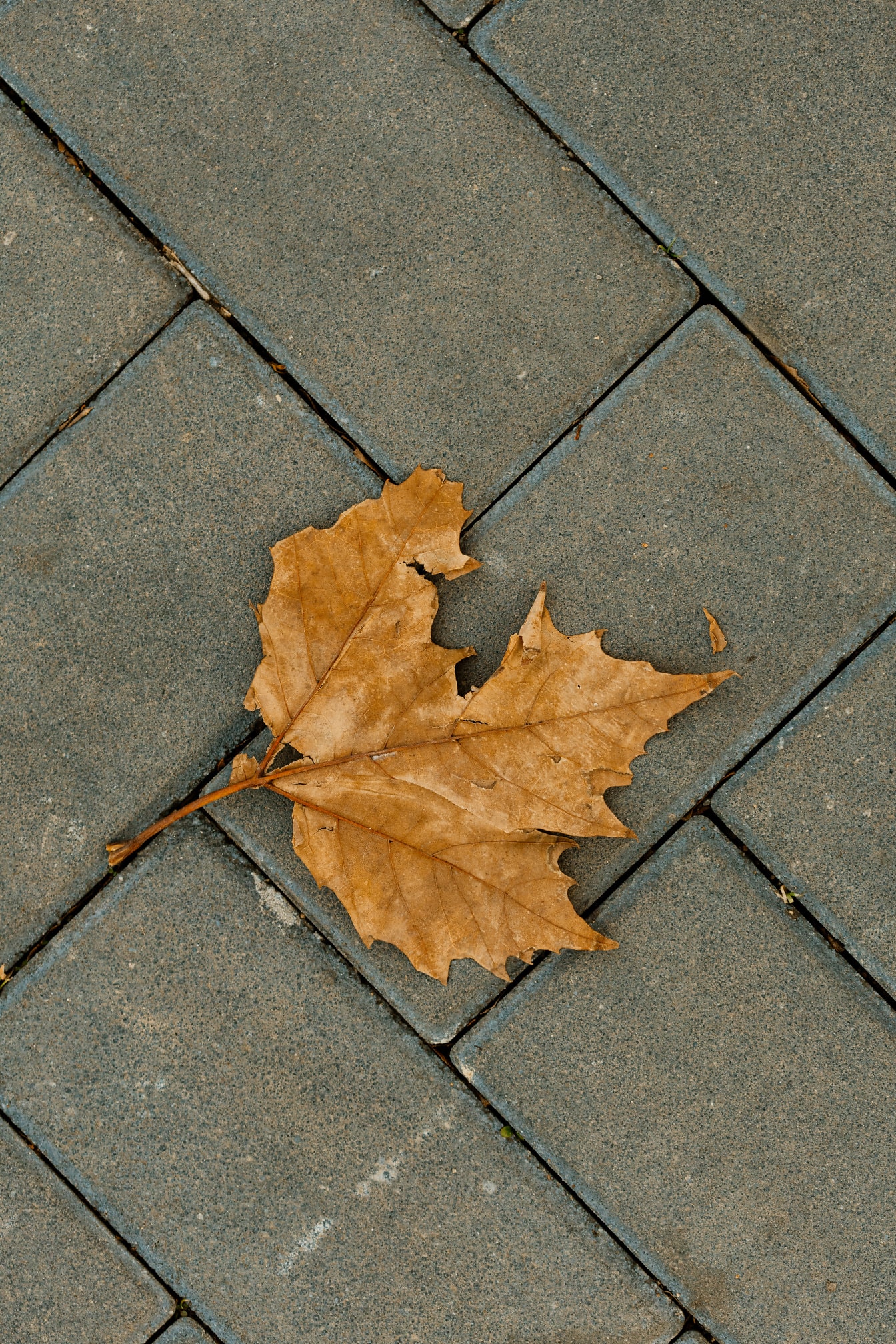 Hoja marrón en descomposición sobre ladrillos de pavimento de hormigón