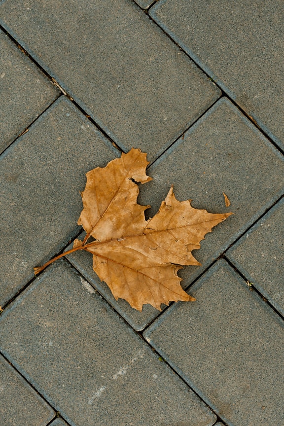 Коричневый разлагающийся лист на бетонном тротуарном кирпиче