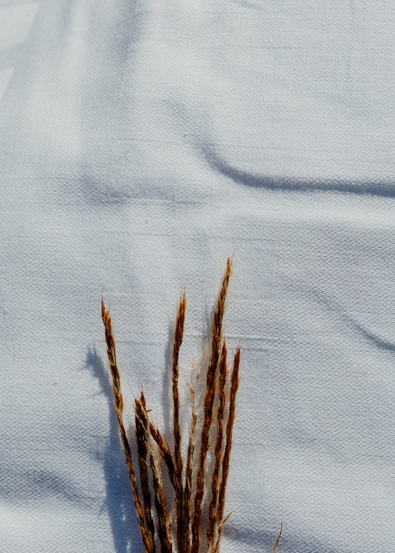 Buchet de iarbă maro uscată pe o cârpă albă de bumbac