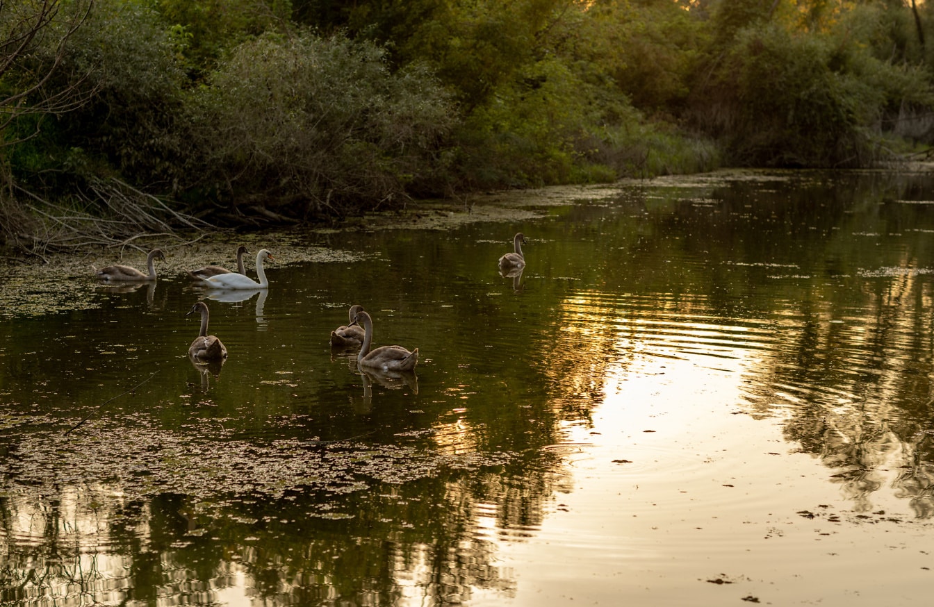 Svaner svømmer i en kanal med unge svaner med gråbrune fjer