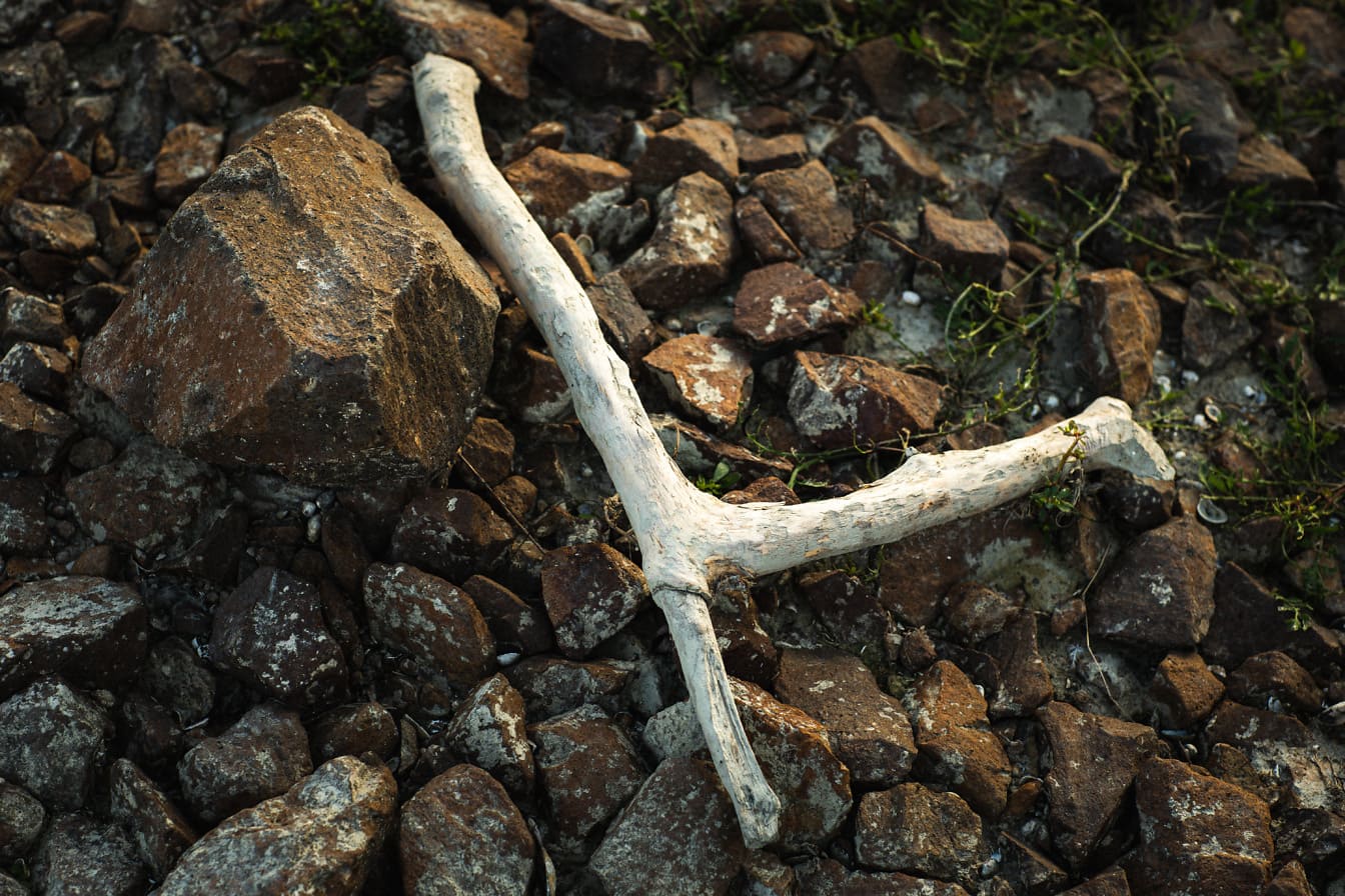 Беловатая сухая деревянная палочка на коричневых камнях на земле