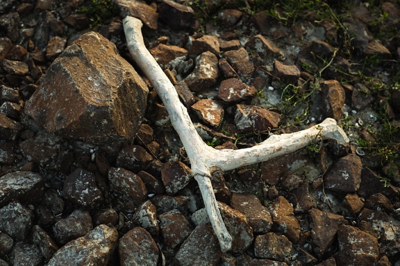 Vara de madeira seca esbranquiçada em rochas marrons no chão