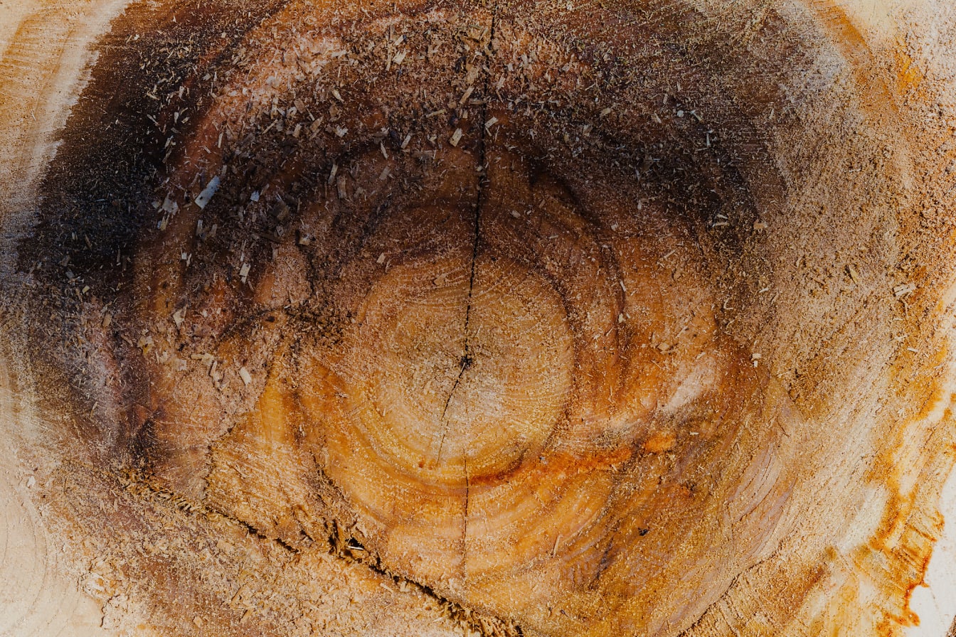 พื้นผิวของหน้าตัดของตอไม้ที่แตกร้าวที่มีพื้นผิวขรุขระ