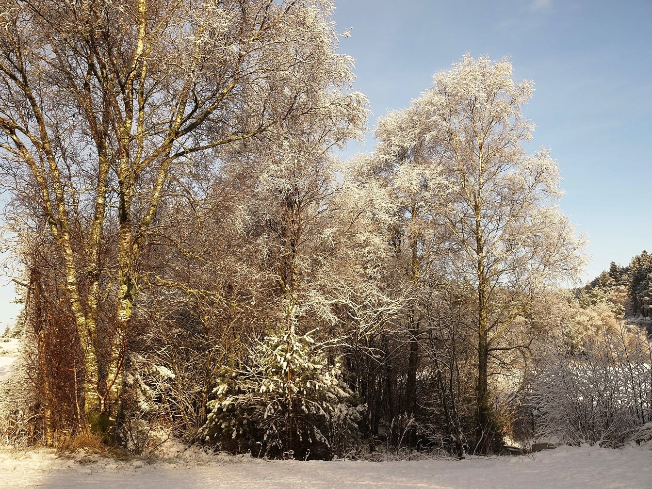 ภูมิทัศน์ฤดูหนาวที่มีต้นไม้หิมะบนแสงแดดและท้องฟ้าสีคราม