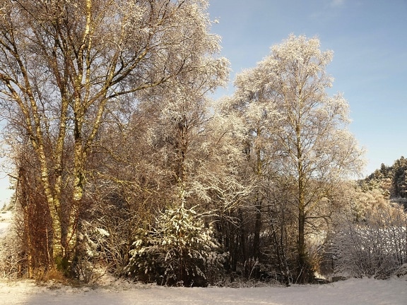 Winterlandschaft mit verschneiten Bäumen im Sonnenlicht und blauem Himmel