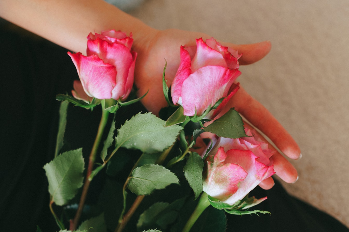 Käsi pitelee kolmen vaaleanpunaisen ruusun kimppua