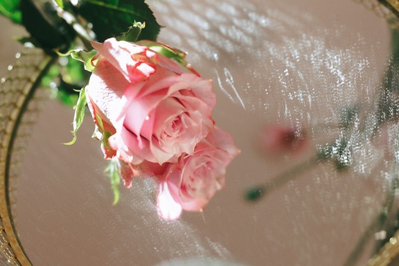 Rosa rose på et speil med gylden ramme