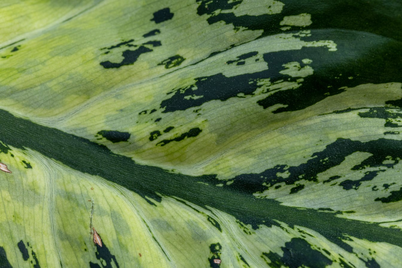 Текстура желтовато-зеленого тростникового листа (Dieffenbachia seguine Camille)
