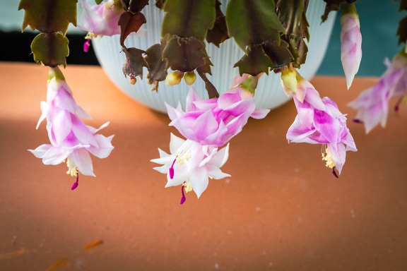 Świąteczny kaktus (Schlumbergera truncata) kwiat z różowawymi płatkami w doniczce
