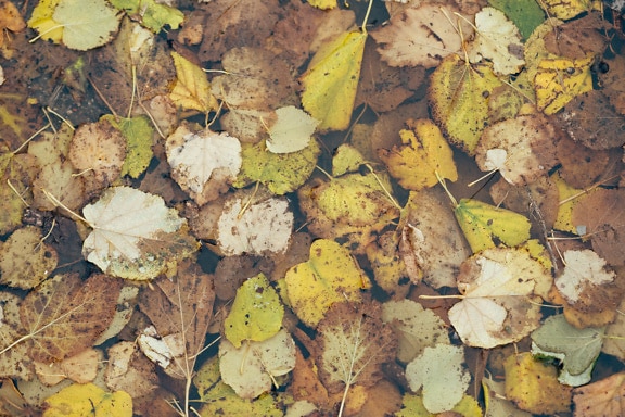 Consistenza del mucchio di foglie marrone giallastre sott’acqua