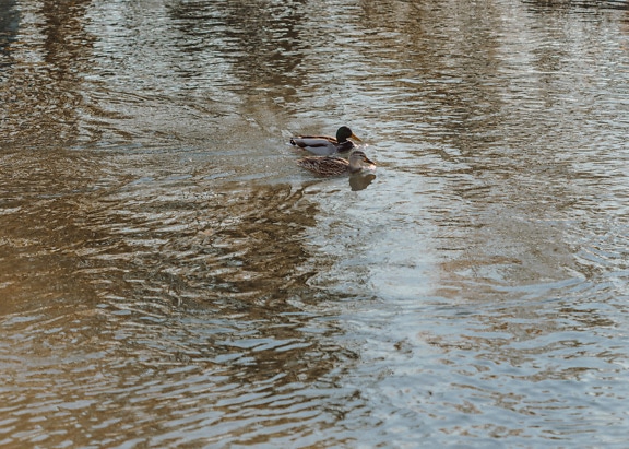 Pair of wild ducks swimming in a water in natural habitat