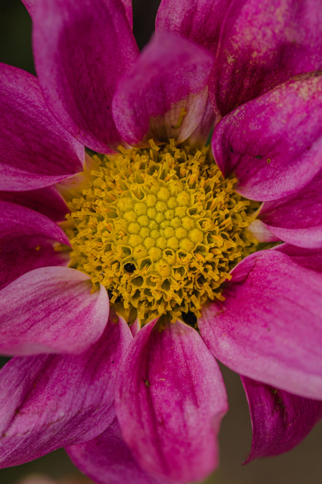 Makrofotografi av ett pollen på rosaaktig blomma
