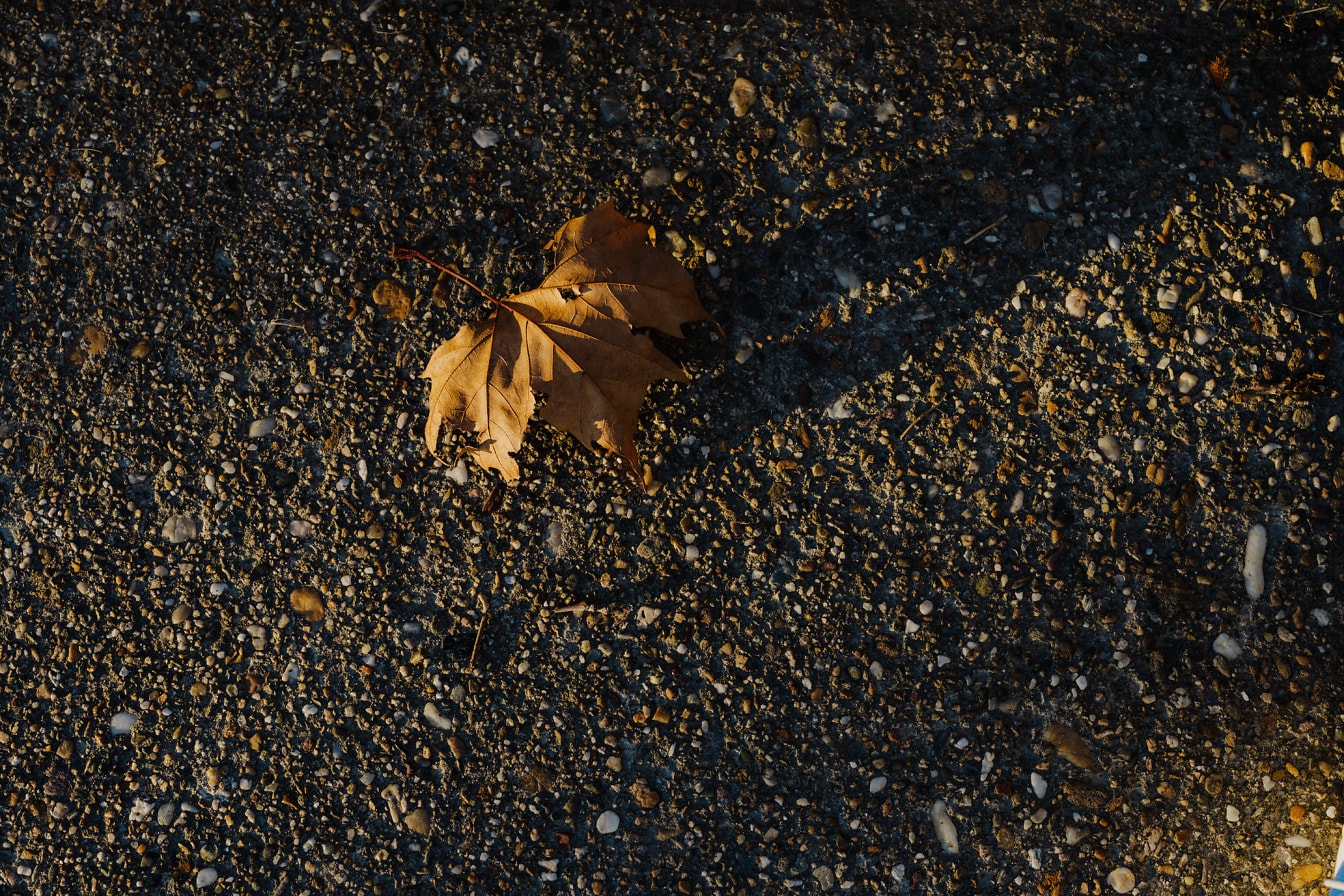 Sollys på tørt blad på grov asfalt i skygge