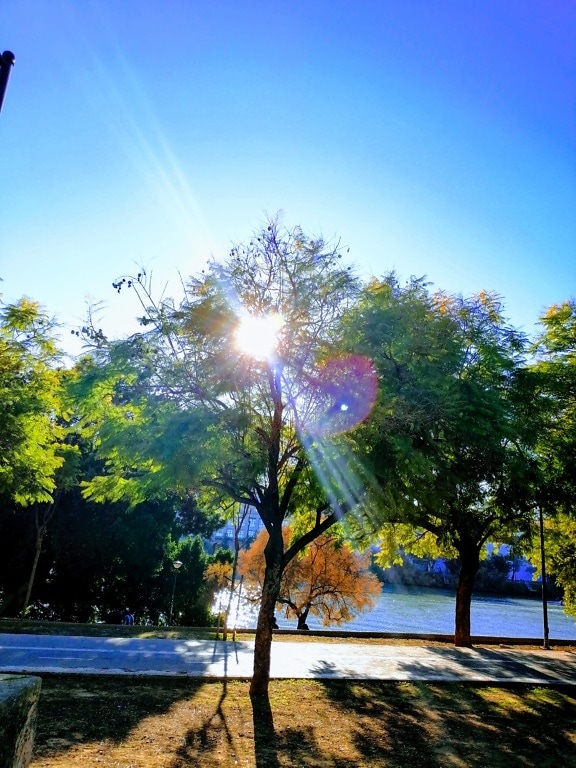 路边的树，阳光透过它照耀