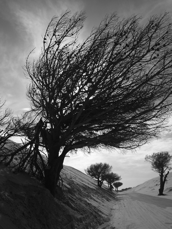 Gammelt træ med knækkede grene, der bøjer sig over grusvej, sort / hvidt foto