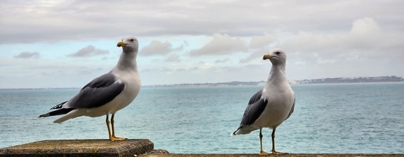 Two yellow-legged gulls (Larus michahellis)