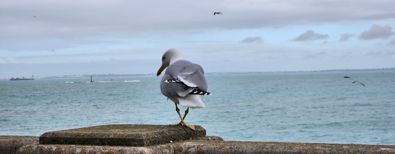European herring gull (Larus argentatus) standing on a stone near sea