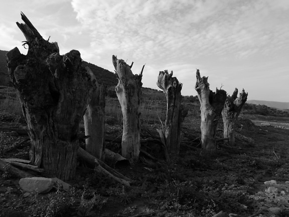 Rivi vanhoja kuivattuja rikkoutuneita puunrunkoja, mustavalkoinen valokuva