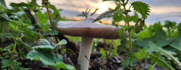(Agaricus bisporus) valkeahko sieni, joka kasvaa maassa nokkosen yrtin joukossa