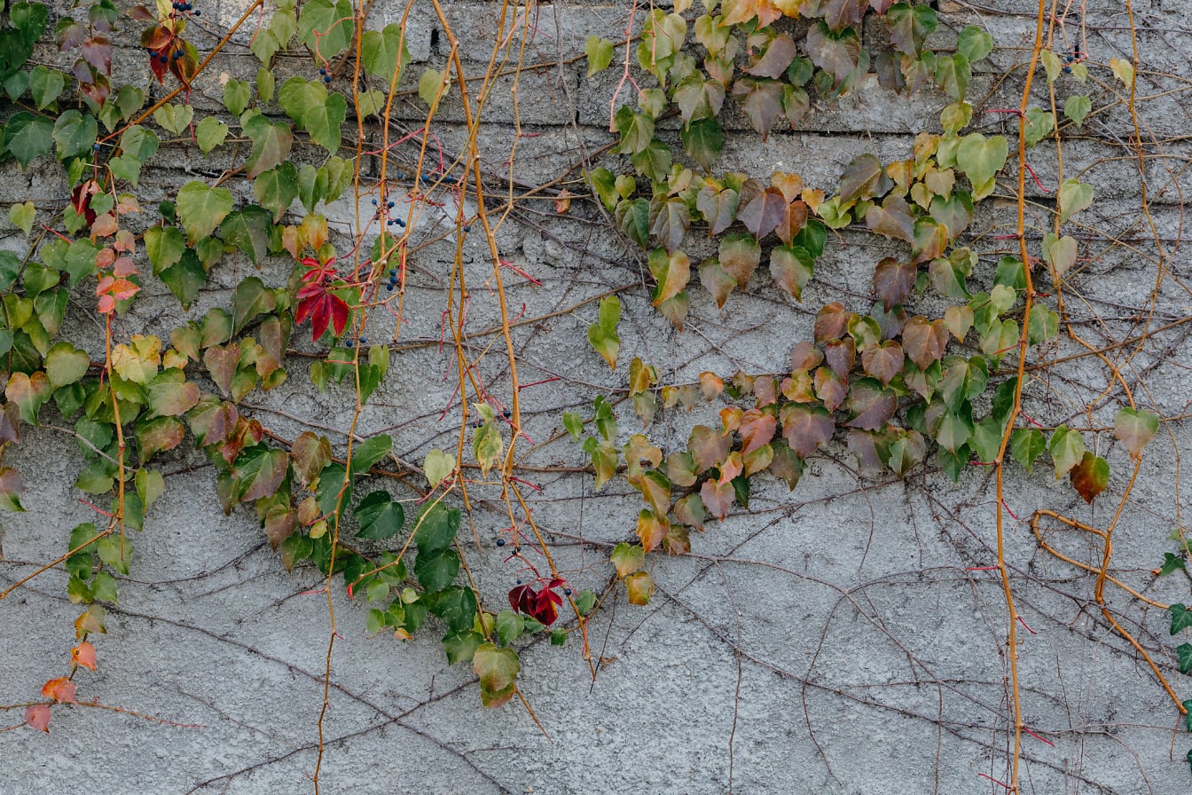 Close-up of a cement wall with ivy branches on it