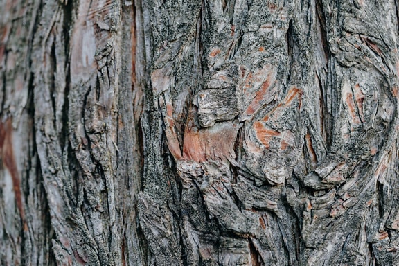 Consistenza ruvida della superficie di una corteccia di pino