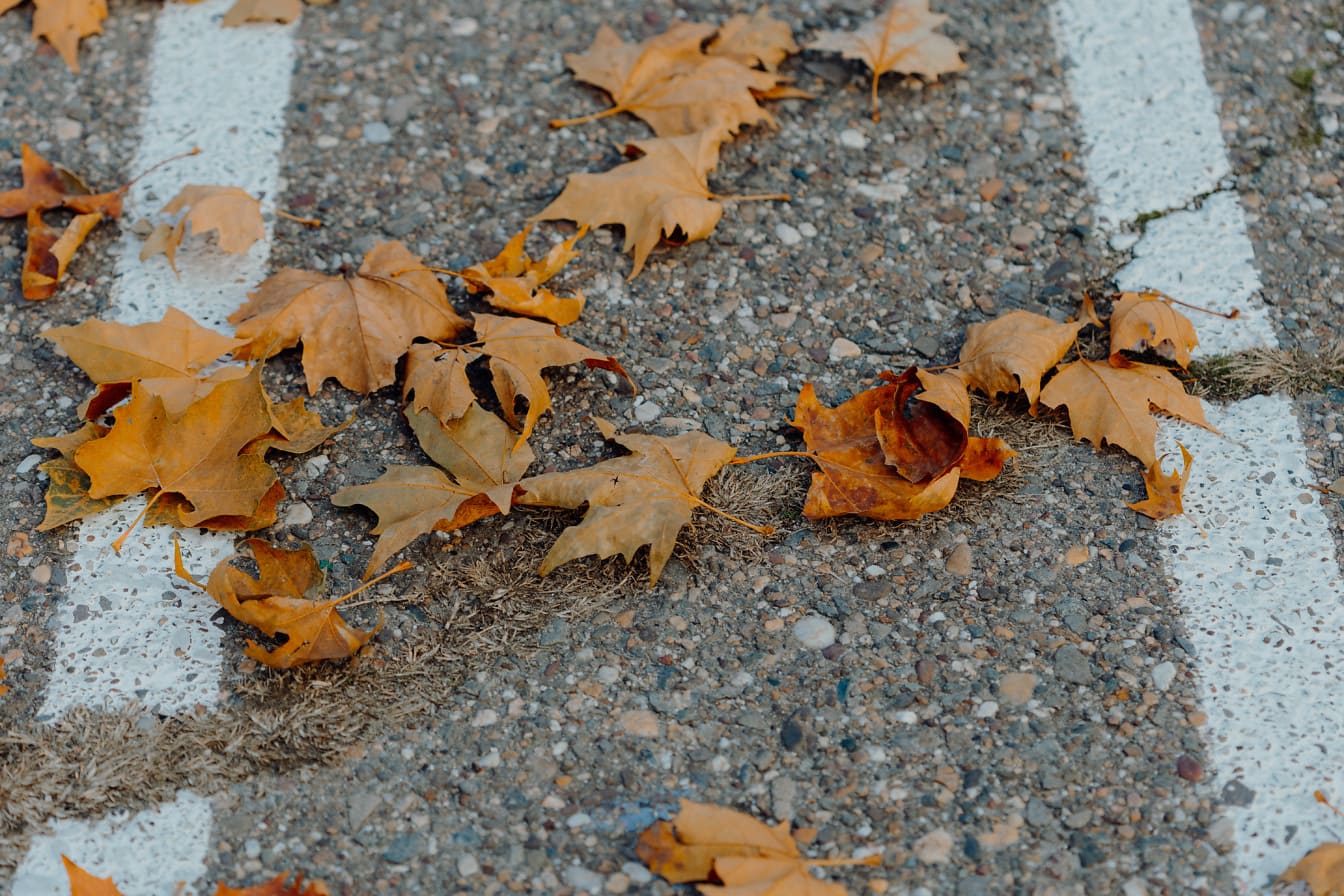 Frunze maronii uscate pe asfaltul vechi crăpat