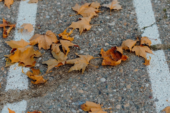 Kuivat ruskeat lehdet vanhalla halkeilevalla asfaltilla