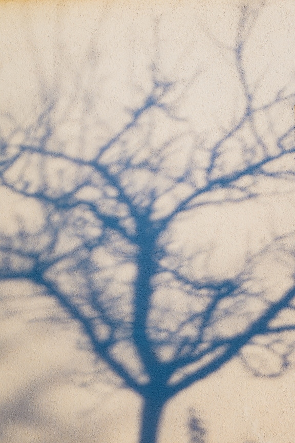 Stín větví stromu na bělavé zdi