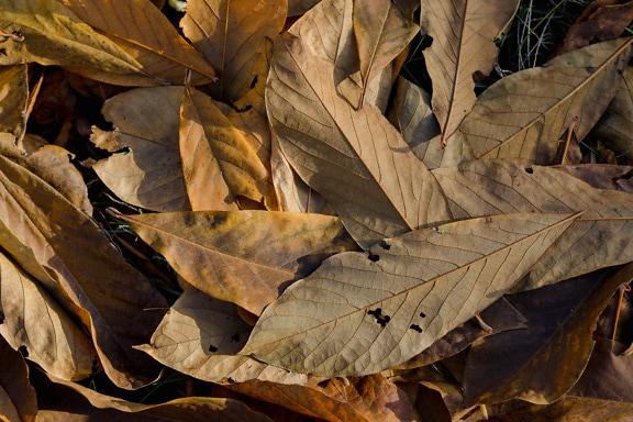 Çimlerin üzerinde kahverengi kuru yaprak yığını