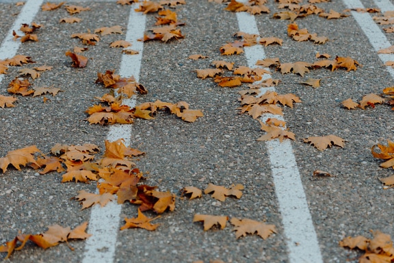 Jalan aspal dengan garis-garis putih di atasnya dan daun coklat kering