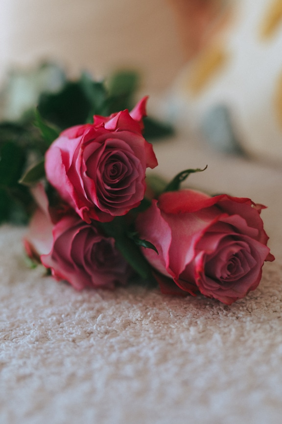 Tri tmavočervené ruže na koberci, dokonalý darček na Valentína