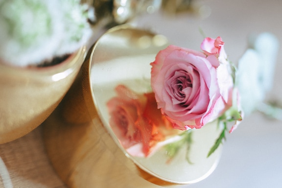 Roze roos op een gouden giftdoos voor Valentijnsdag