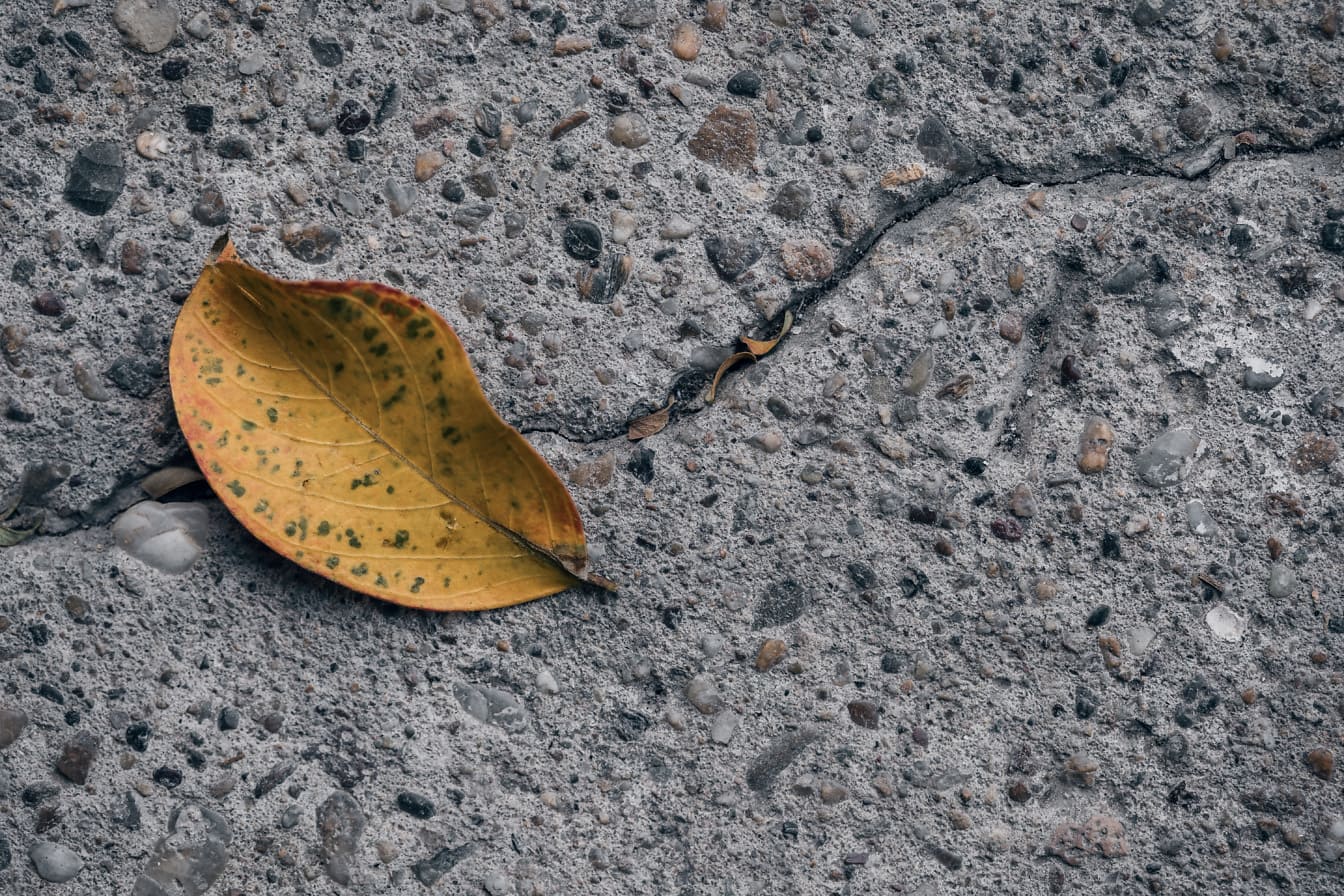 Suchy żółty liść na popękanej powierzchni betonu