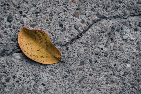 ใบไม้สีเหลืองแห้งบนพื้นผิวคอนกรีตแตกร้าว