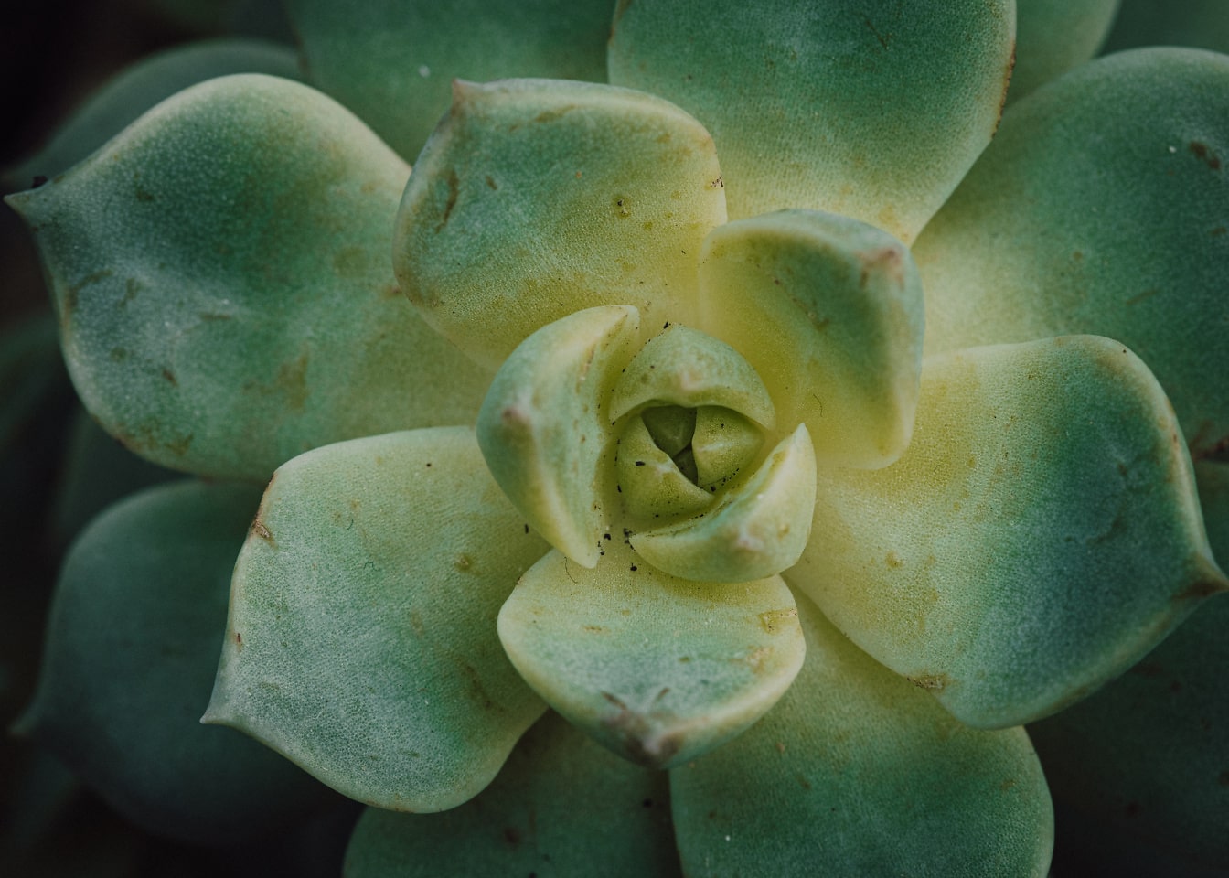 Close-up van groenachtig gele bladeren van kruid (Echeveria)