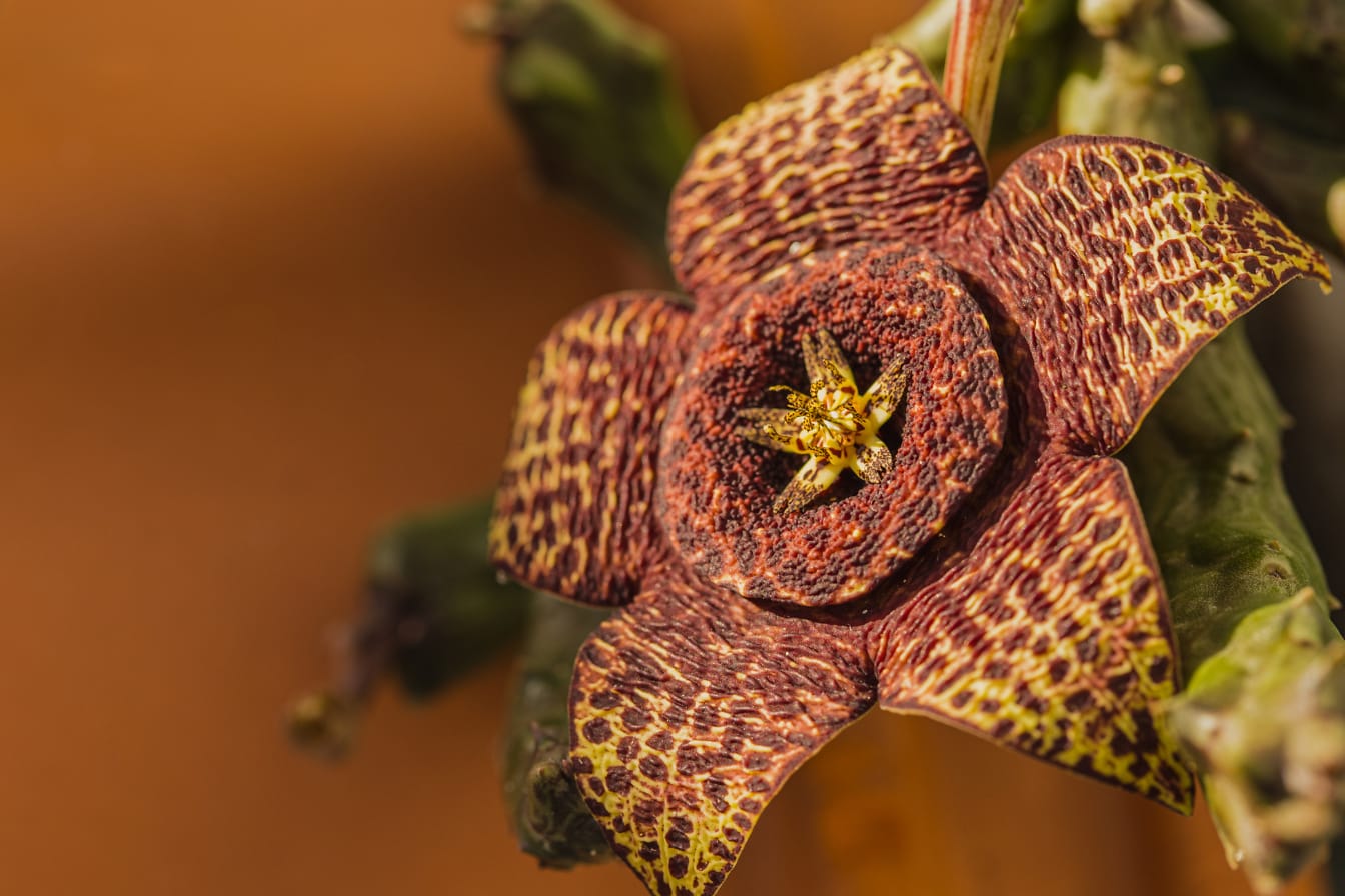 Close-up of a flower of a starfish cactus (Orbea variegata)