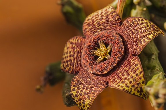 Közelkép egy tengeri csillag kaktusz virágáról (Orbea variegata)