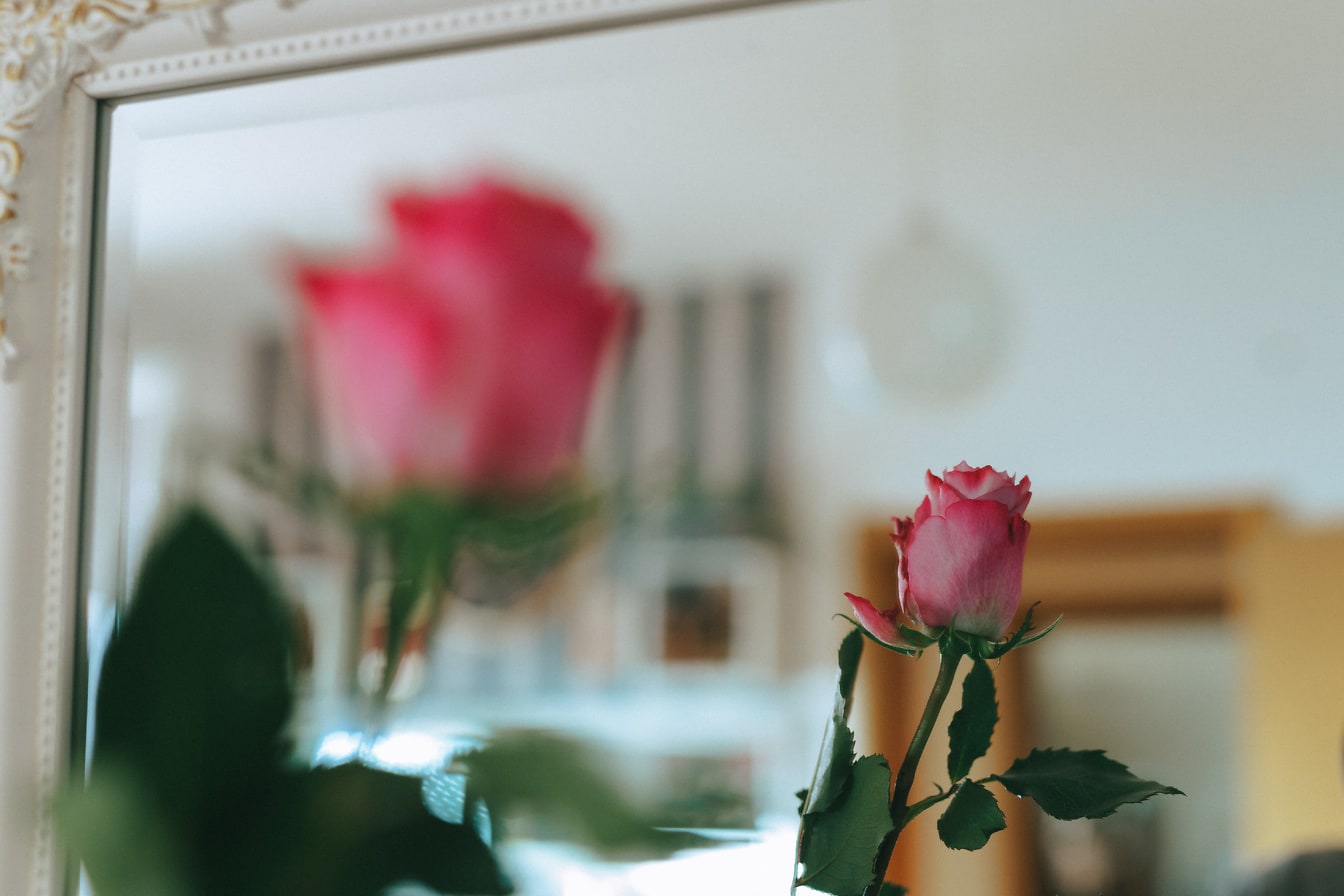 Відображення рожевого бутона троянди в дзеркалі