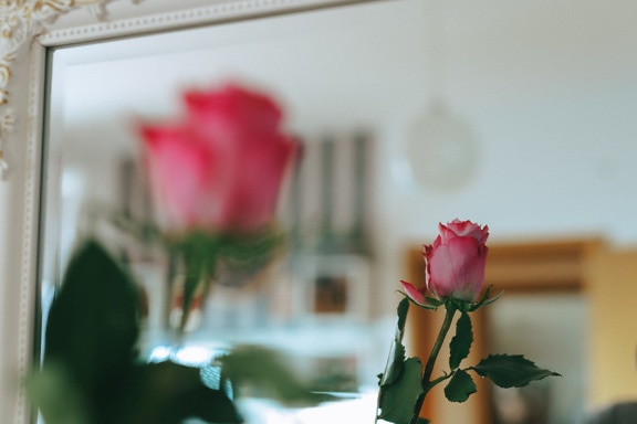 Refleksjon av en rosa roseknopp i et speil