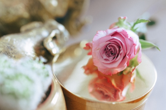 Roze roos op een goudachtige giftdoos voor Valentijnsdag