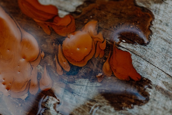 Närbild av en halvgenomskinlig brun vätska på träplanka
