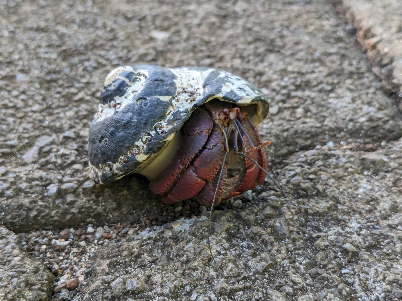 Caribbean hermit crab (Coenobita clypeatus)  in a shell
